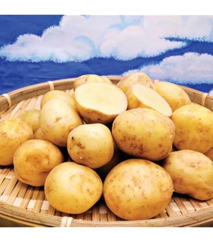 Amazon｜アンデスレッド 種芋用 10kg ガーデニング 園芸用品｜観葉
