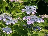 【1年間枯れ保証】【春に花が咲く木】ガクアジサイ　10.5cmポット