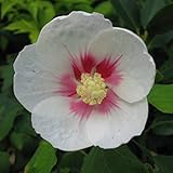 【ノーブランド品】ロザンフヨウ（廬山芙蓉）3号ポット[中国産のフヨウの仲間]