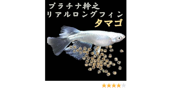 Amazon プレミアムメダカ プラチナ幹之リアルロングフィン タマゴ30個 ノーブランド品 観賞魚 水中生物 通販