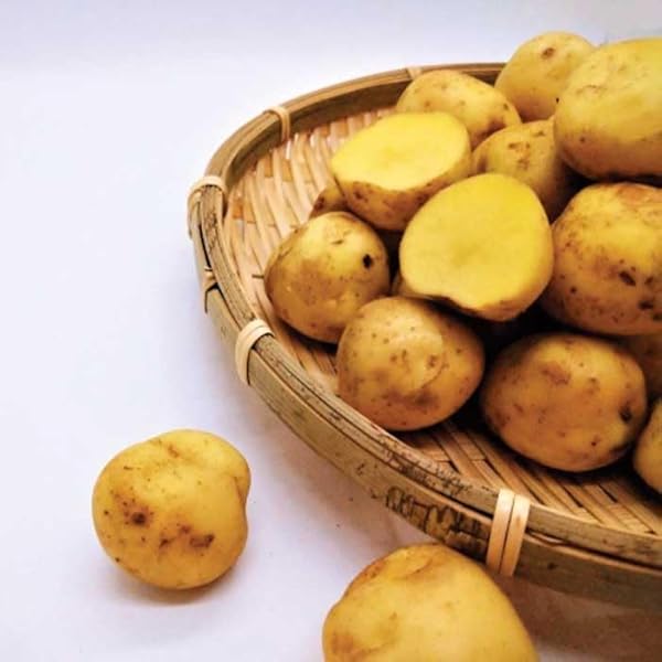 ナッツ②　新ジャガ(長崎黄金) Mサイズ25kg 種芋 秋作用 ながさき黄金 500g・1kg PVP じゃがいも