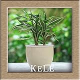 New Seeds 20176 Kinds Lucky Bamboo Choose Potted Seeds Variety Complete Dracaena Seeds the Budding R