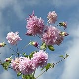 皇帝ダリア(八重咲き)3.5号ポット 2株セット[コウテイダリア][インパクトプランツ] ノーブランド品