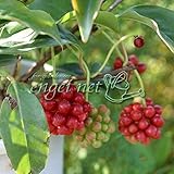 ビナンカズラ3号ポット[美男蔓・美男カズラ・サネカズラ][実付き] ノーブランド品