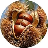 栗 苗木 美玖里 (PVP) 13.5cmポット苗 みくり くり 苗 クリ