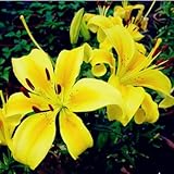 lily flower seed plants seeds 10 seeds twenty four