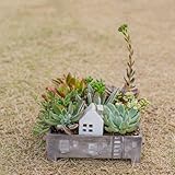 多肉植物 寄せ植え taniku メゾンタウン ( 箱庭 スクエア プランター ) L サイズ