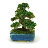 プラッツ THE BONSAI 1/12 角鉢杉【紺】 完成品 BONT04