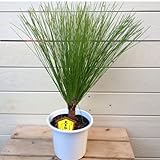 盆栽素材:大王松*5号(だいおうしょう/だいおうまつ)
