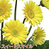宿根ガーデン ガーベラ ガルビネア大輪タイプ【スイートスマイル】１株　１株植えれば十分！開花期間も長く毎年簡単に楽しめます！