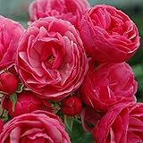 バラ苗 京成バラ 【ポンポネッラ (CL) 中輪 四季咲き】 2年生接木大苗 （スリット鉢）