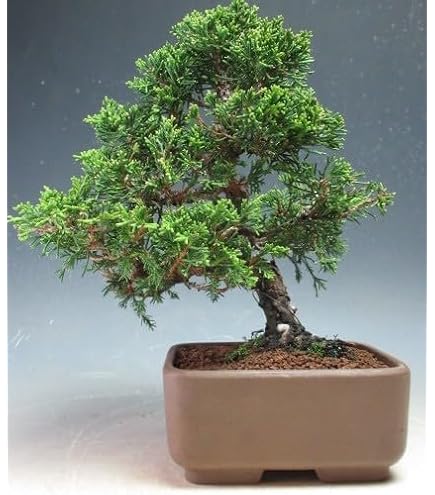 Amazon | カシワ （柏の木） | 植木