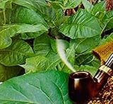 種子タバコAromatnyy - 芳香族有機栽培された家宝NON-GMO
