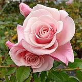 バラ苗 レース 国産大苗6号スリット鉢 四季咲き大輪 ハイブリットティ(HT) ピンク系(フライヤーローゼス)