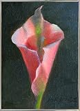 ピンクCala Lily by Hall Groat II 8"x5.79" ピンク 111586-12-17FUSA