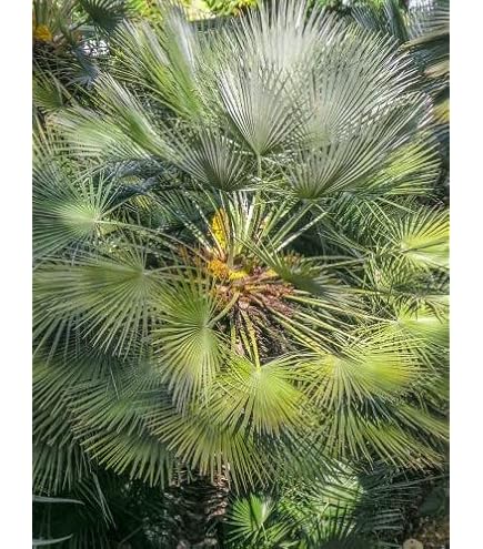 Amazon.co.jp: 【種子】Jubaea Chilensis耐寒性ヤシ チリサケヤシ