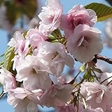 桜 苗木 花染衣桜（ハナソメイザクラ） 12cmポット苗 さくら苗
