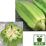 [ねばねばスタミナ野菜]オクラ：スターディビッド3号ポット 6株セット[切り口が可愛い星形] ノーブランド品