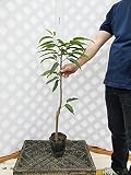 栗 ぽろたん 樹高1.0m程度 2年生苗