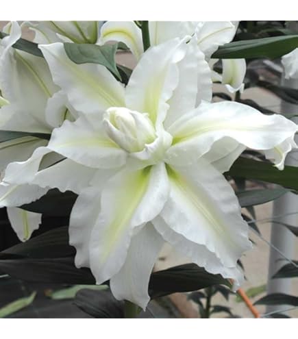 希少 芳香 八重咲き カサブランカ『オリエンタルリリー・マイ