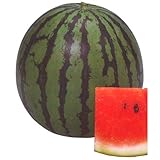 スイカ 種 【 新大和二号 】 種子 小袋