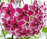 Hoya carnosa Pink - Porcelainflower - wax plant - 10 seeds