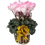 【 発送中 】 さかもと園芸　達人のシクラメン　朝注文で即日発送【 プルマウェーブピンク 】　花鉢植え　ギフト　プレゼント　贈答品　クリスマス　お歳暮