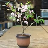 豪華な八重桜盆栽：おしどり桜（富士桜）