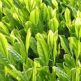 茶の木 苗 【おくみどり】 5号ポット苗