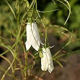 【山野草】白花イワシャジン