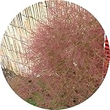 スモークツリー・フレーム 3年生苗