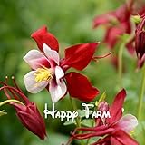 鉢植えの花の種、オダマキのviridiflora、赤シャンオダマキ、ホーム＆ガーデン、約50粒子のためのオダマキ赤苗