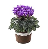 サントリーブルーシクラメン セレナーディア アロマブルー5号 バスケット入り