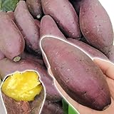 国華園　イモヅル(芋づる）　シルクスイートPイモヅル　50本【※発送が国華園からの場合のみ正規品です】