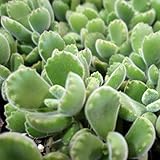 多肉植物：コチレドン熊童子（くまどうじ）3号ポット 3株セット[子熊の手のような人気の多肉] ノーブランド品