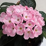 ルクリア（アッサムニオイザクラ）：紅富士（べにふじ）5号鉢植え[愛らしいピンクの花] ノーブランド品