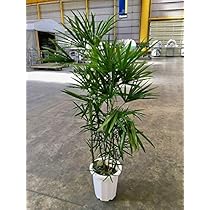 Amazon｜シュロチク 10号 大鉢 棕櫚竹 観葉植物 インテリア