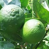 ライム 13.5cmポット