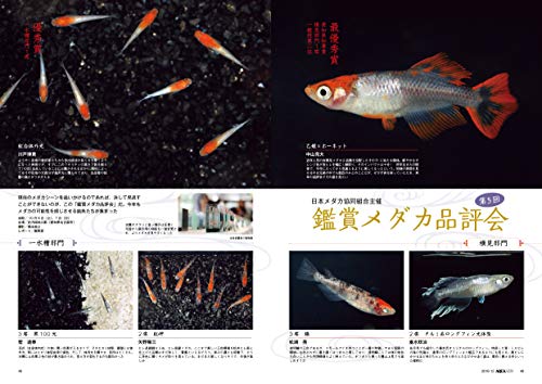 アカザの飼育 日本産小型ナマズの飼い方 となりのアクアリウム