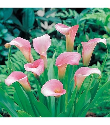 Amazon.co.jp: 畑地性カラー 球根 白花 2球 / カラーの球根 カラー球根