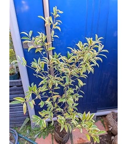 Amazon.co.jp: 榊大苗 サカキ苗 本榊 さかき植木1本 : DIY・工具・ガーデン