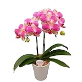 花を贈る！椎名洋ラン園の胡蝶蘭 (ピンク) 2本立ち (生花)