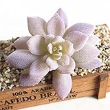 SUND　小型　人工観葉植物　多肉植物　造花　DIY　模造葉　ミニ多肉植物　フロッキング　手触りいい　手作り　インテリア　雑貨　高品質　枯れない　結婚式　誕生日　発表会　入学式　卒業式　適用　選べる3