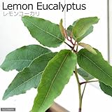 charm(チャーム) (観葉植物) ハーブ苗 ユーカリ レモンユーカリ 3号(1ポット)