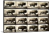 プリントコレクションプレミアムシックラップキャンバス壁アート印刷題名Buffalo Running、動物Locomotionプレート700 48" x 32" 2179010_24_48x32_non