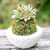 多肉植物 苔玉 koke-pochi シリーズ ～多肉植物の苔玉わん～ Mサイズ ホワイト