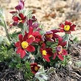 赤花西洋オキナグサ