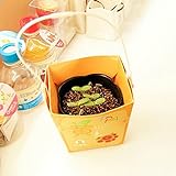 ミニギフト用の箱形の鉢植えオフィス水耕プラントのデスクトップ