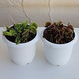 食虫植物：ハエトリソウ（ディオネア3号ポット2色セット[ハエトリグサ・わなタイプ] ノーブランド品