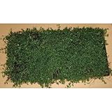 タイム(マット) 緑の絨毯 ハーブ 植木 苗木 多年生